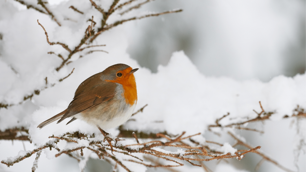 Robin Red Breast In Snow Covered Trees