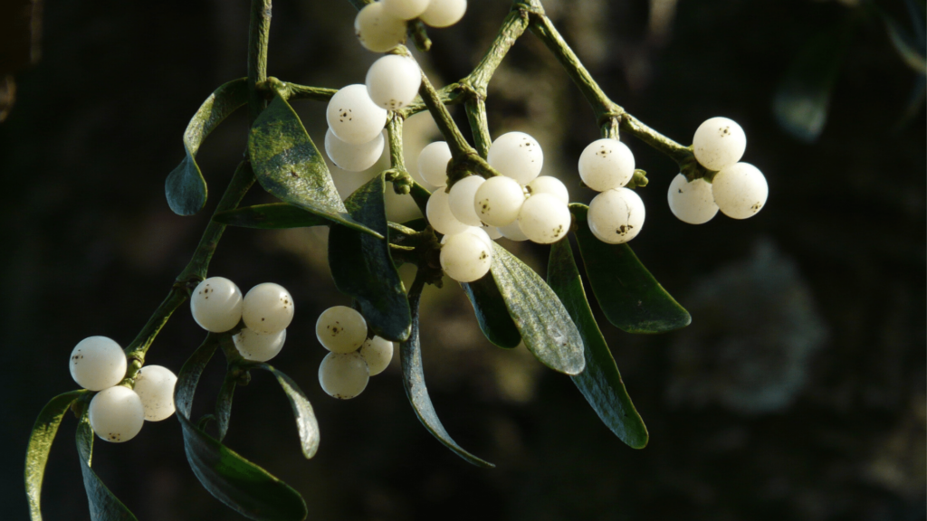 Mistletoe With Several White Berries